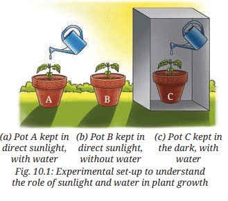 Class 7 Science Chapter 10 NCERT Based Activity - Life Processes in Plant