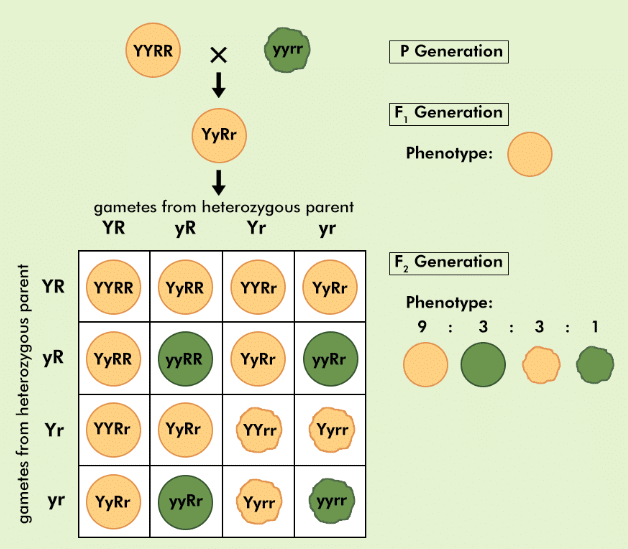 Diagram Based Questions: Heredity | Science Class 10