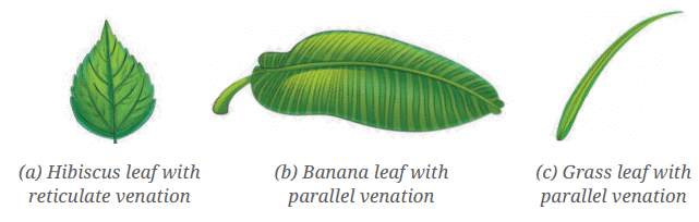 NCERT Based Activity: Diversity in the Living World | Science for Class 6