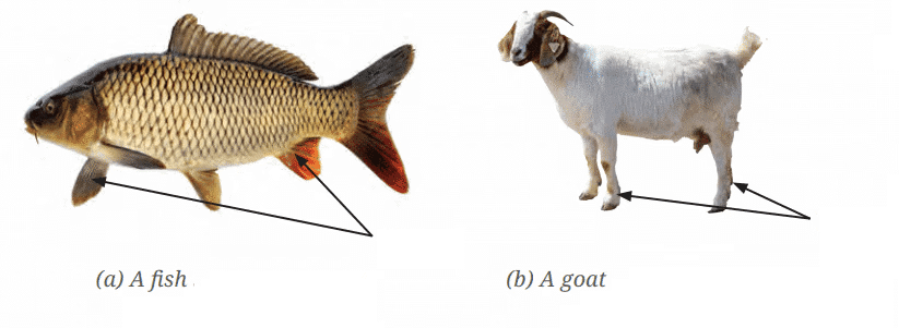 Diagram Based Questions: Diversity in the Living World | Science for Class 6