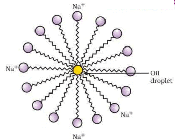 NCERT Based Activity: Carbon and its Compounds | Science Class 10