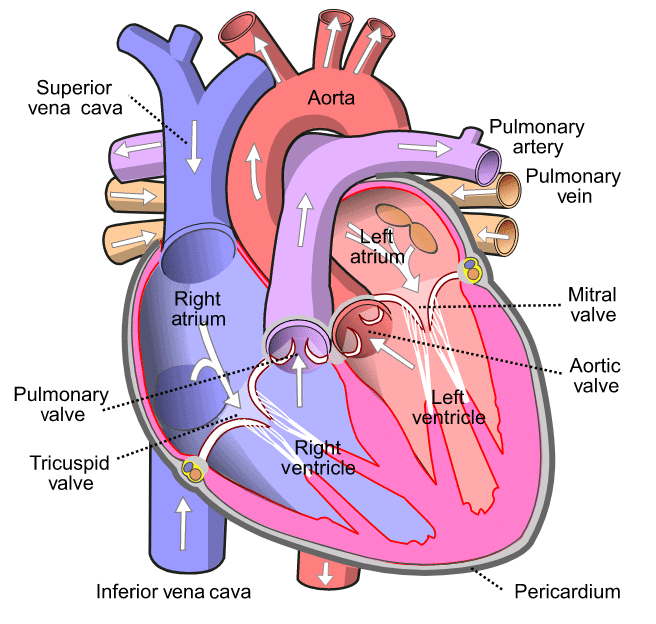 Important Diagrams: Life Processes | Science Class 10