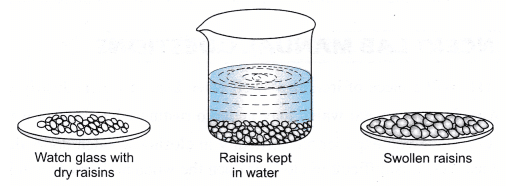 NCERT Based Activity: The Fundamental Unit of Life | Science Class 9