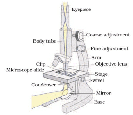 NCERT Based Activity: The Fundamental Unit of Life | Science Class 9