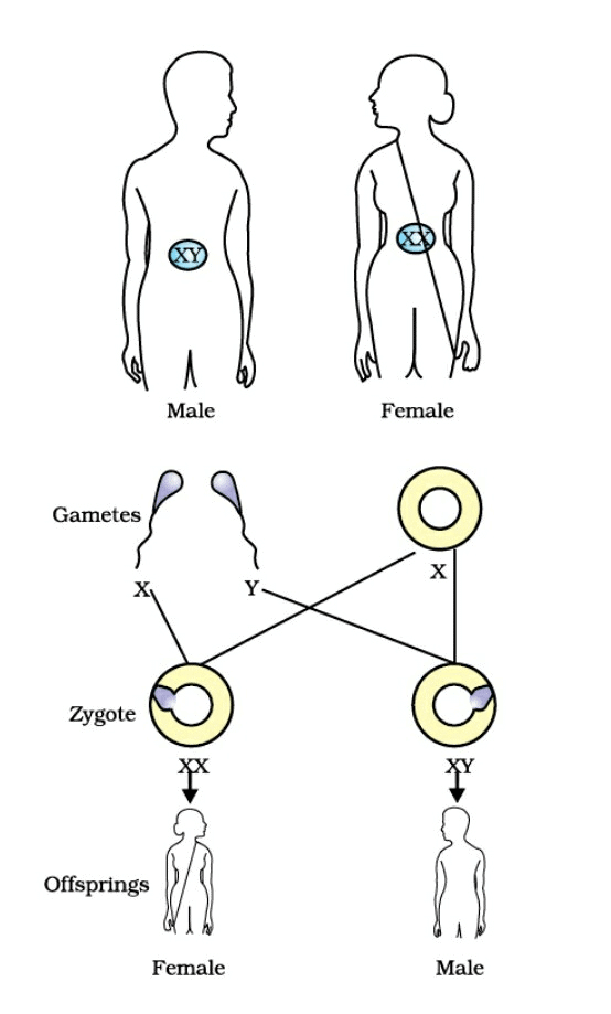 Sex Determination in Human Beings
