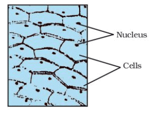 NCERT Based Activity: The Fundamental Unit of Life | Science Class 9