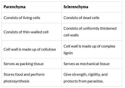 NCERT Exemplar: Tissues | Science Class 9