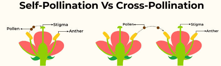 NCERT Solutions for Class 7 Science - Reproduction in Plants