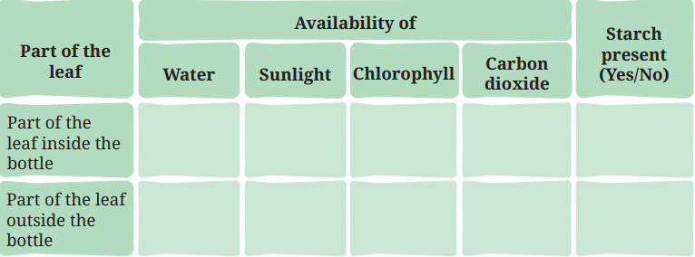 Class 7 Science Chapter 10 NCERT Based Activity - Life Processes in Plant