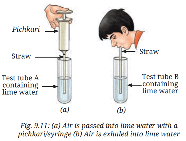 Class 7 Science Chapter 9 NCERT Based Activity - Life Processes in Animals