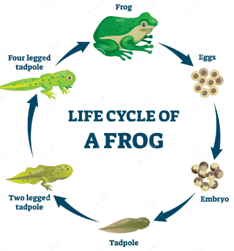 Very Short Question Answers: Living Creatures: Exploring their Characteristics | Short & Long Answer Questions for Class 6