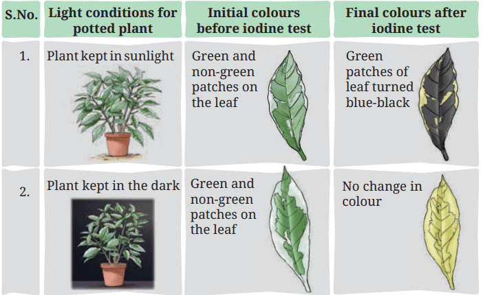Class 7 Science Chapter 10 NCERT Based Activity - Life Processes in Plant