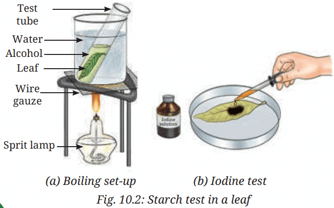 Class 7 Science Chapter 10 NCERT Based Activity - Life Processes in Plant