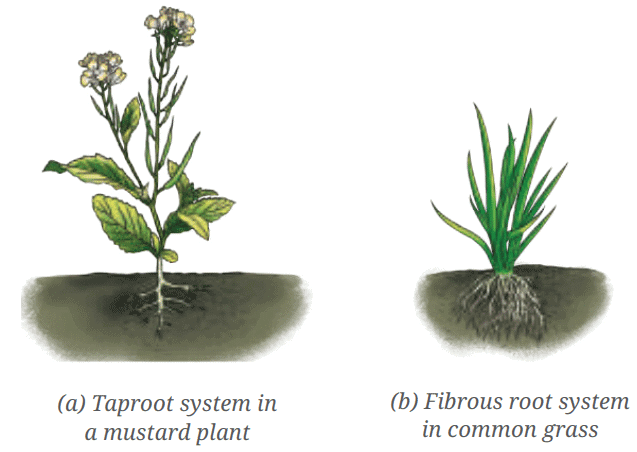 NCERT Based Activity: Diversity in the Living World | Science for Class 6
