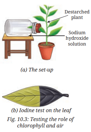 Class 7 Science Chapter 10 NCERT Based Activity - Life Processes in Plant