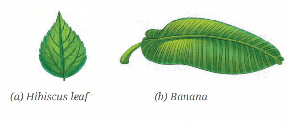 Diagram Based Questions: Diversity in the Living World | Science for Class 6