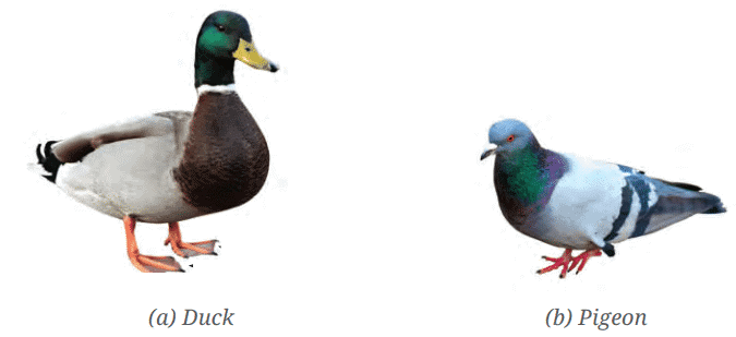 Diagram Based Questions: Diversity in the Living World | Science for Class 6