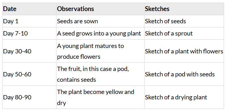 NCERT Based Activity: सजीव— विशेषताओं का अन्वेषण | विज्ञान (जिज्ञासा) कक्षा 6 - Class 6