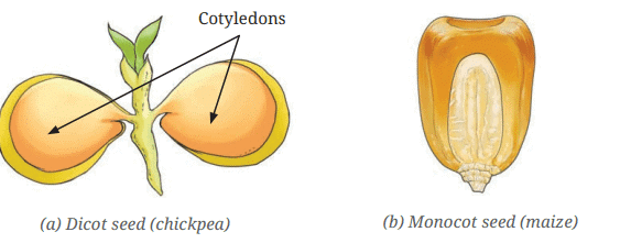 NCERT Based Activity: Diversity in the Living World | Science for Class 6