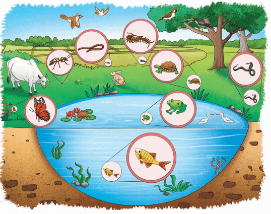 NCERT Based Activity: Diversity in the Living World | Science for Class 6