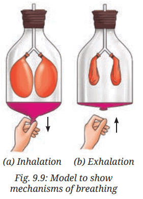 Class 7 Science Chapter 9 NCERT Based Activity - Life Processes in Animals