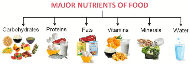 Short & Long Question Answers: Mindful Eating: A Path to a Healthy Body | Short & Long Answer Questions for Class 6