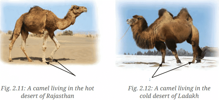 Diagram Based Questions: Diversity in the Living World | Science for Class 6