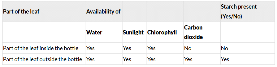 Class 7 Science Chapter 10 NCERT Based Activity - Life Processes in Plant