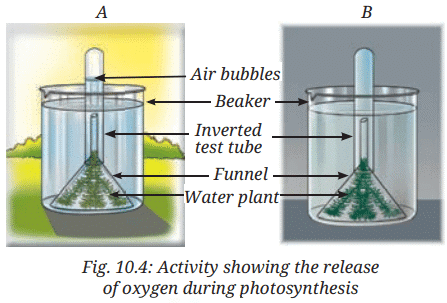 Class 7 Science Chapter 10 NCERT Based Activity - Life Processes in Plant