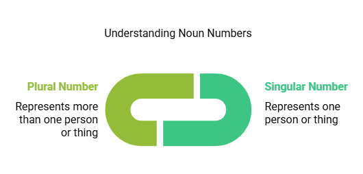The Noun: Numbers | English Grammar for Class 6