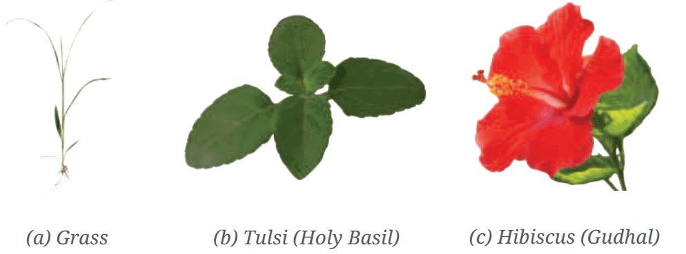 NCERT Based Activity: Diversity in the Living World | Science for Class 6