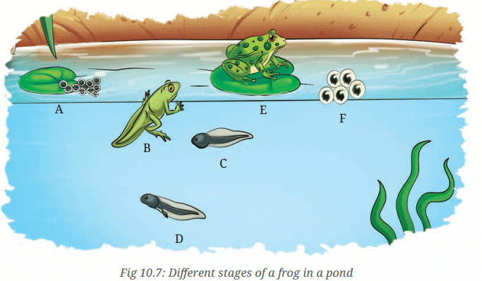 NCERT Based Activity: सजीव— विशेषताओं का अन्वेषण | विज्ञान (जिज्ञासा) कक्षा 6 - Class 6