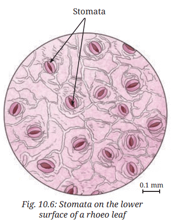 Class 7 Science Chapter 10 NCERT Based Activity - Life Processes in Plant
