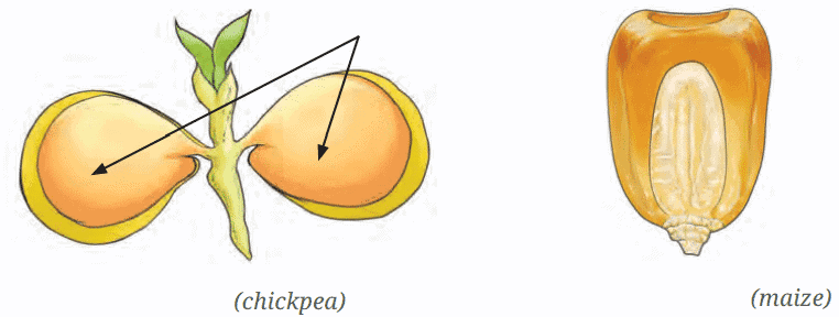 Diagram Based Questions: Diversity in the Living World | Science for Class 6