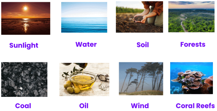 Short & Long Question Answers: Nature’s Treasures | Short & Long Answer Questions for Class 6