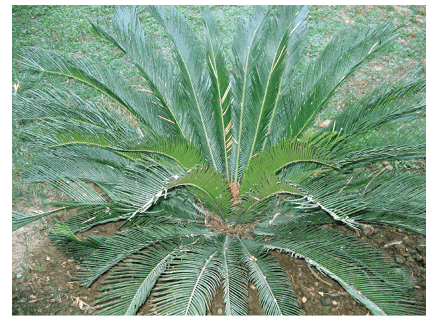 Revision Notes: Plant Kingdom | Biology Class 11 - NEET