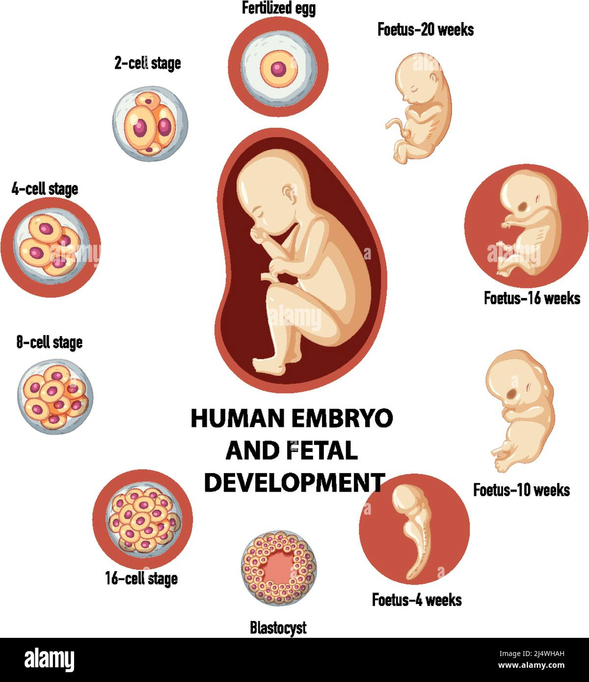 NCERT Exemplar Solutions: Reproduction in Animals | Science Class 8