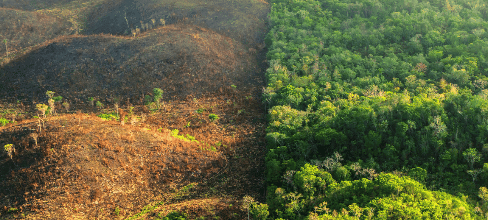 NCERT Solutions for Class 7 Social Science - Human Environment Interactions The Tropical and