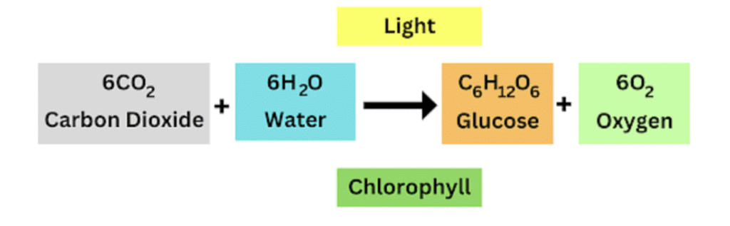 Class 7 Science Chapter 10 Very Short Question Answers - Life Processes in Plants