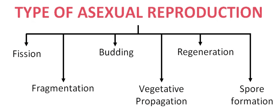 Reproduction in Plants Class 7 Notes Science Chapter 8