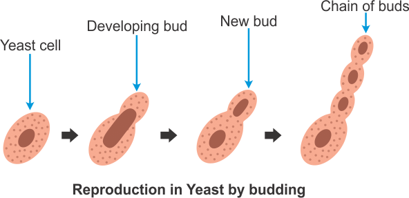 NCERT Solutions for Class 7 Science - Reproduction in Plants