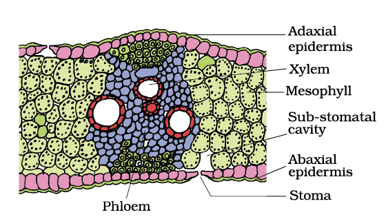 Revision Notes: Anatomy of Flowering Plants | Biology Class 11 - NEET