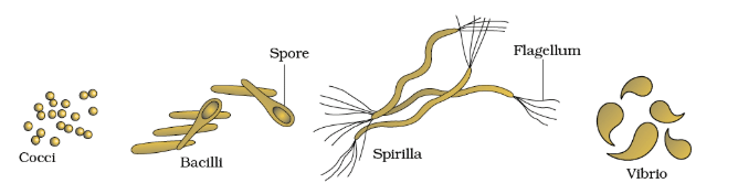 Revision Notes: Biological Classification | Biology Class 11 - NEET