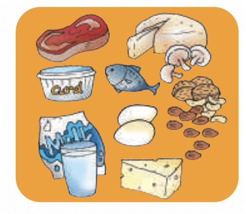 Food for Health Class 4 Notes EVS Chapter 5 Free PDF