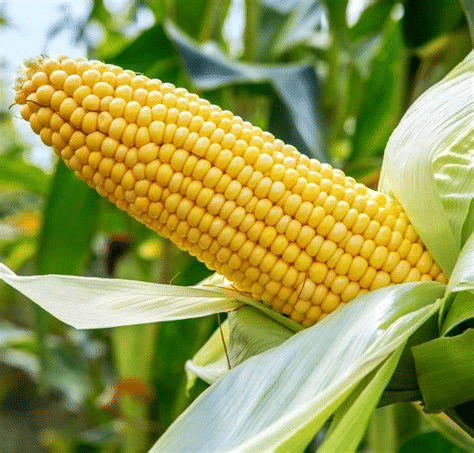 Assignment: Crop Production and Management | Science Class 8