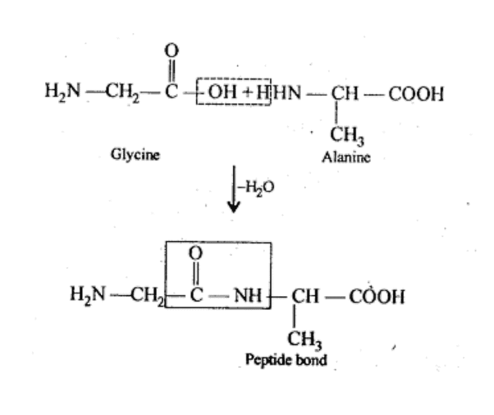 NCERT Solutions Class 11 Biology Chapter 9 - Biomolecules