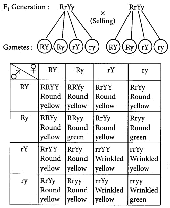 Class 10 Science Chapter 8 Question Answers - Heredity and Evolution