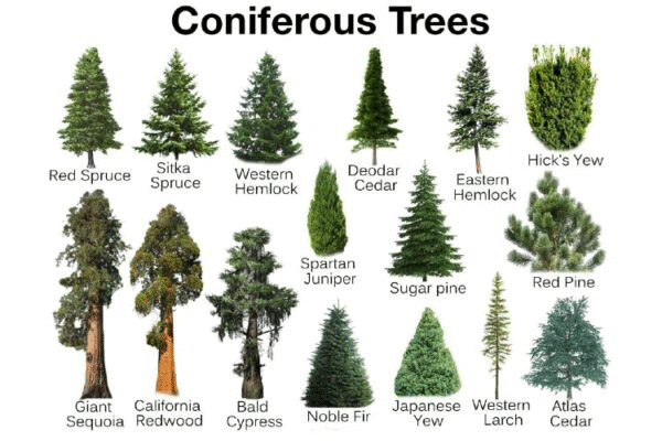 NCERT Solutions for Class 7 Social Science - Human Environment Interactions The Tropical and