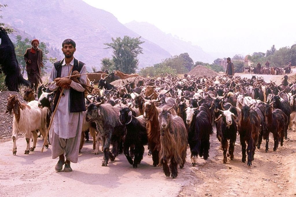NCERT Solutions for Class 7 Social Science - Tribes, Nomads and Settled Communities