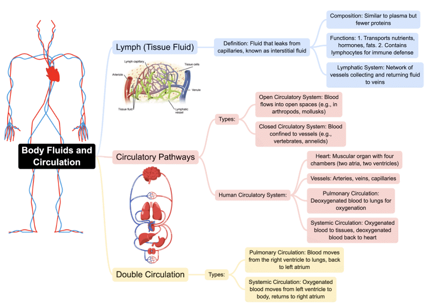 Mind Map: Body Fluids & Circulation | Biology Class 11 - NEET